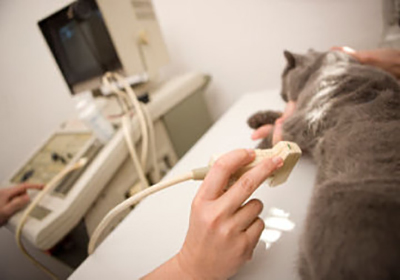 Сколько стоит стерилизация кошки таганрог