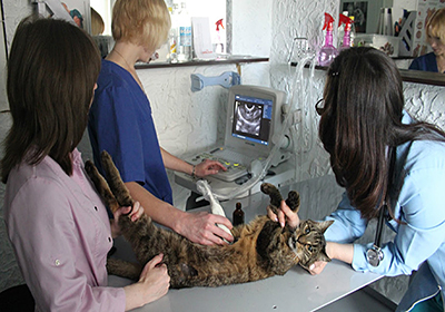 Сколько стоит стерилизация кошки краснодаре
