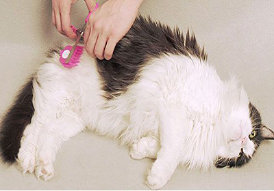 Стерилизации кошки в батайске сколько стоит
