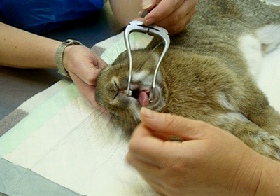 Сколько стоит стерилизовать кошку в донецке