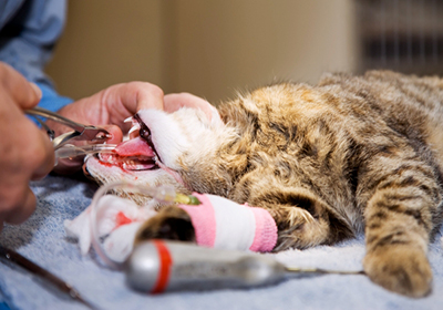 Сколько стоит стерилизация кошки в николаеве