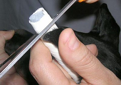 Сколько стоит стерилизовать кошку в донецке