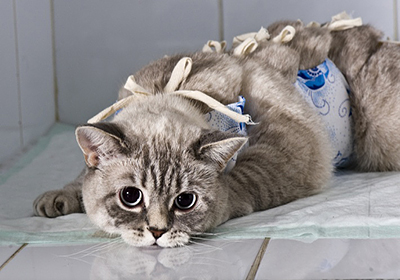 Сколько стоит стерилизация кошки краснодаре