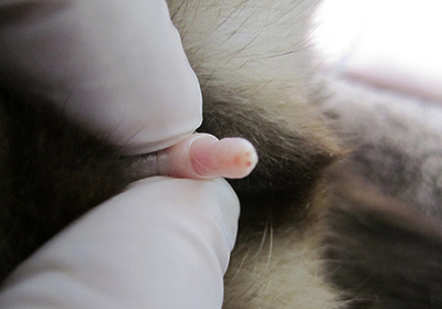 Сколько стоит в таганроге стерилизовать кошку