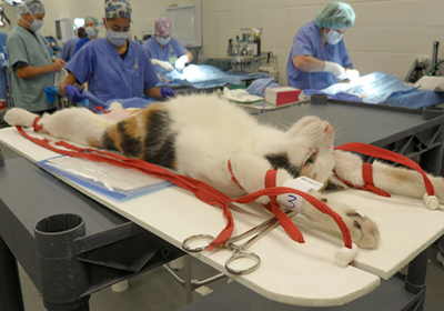 Сколько стоит стерилизация кошки шахты