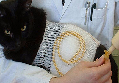 Сколько стоит стерилизация кошки симферополь