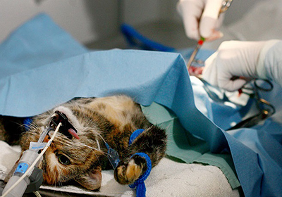Сколько стоит стерилизация кошки шахты