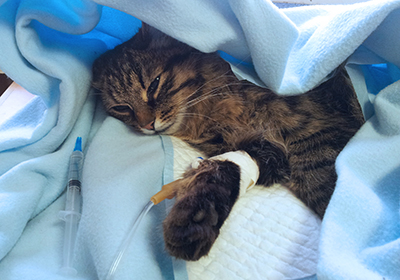 Сколько стоит стерилизация кошки симферополь