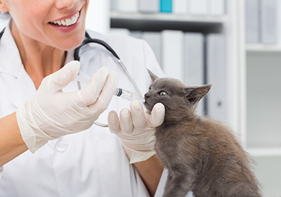 Сколько стоит стерилизация кошки в новороссийске
